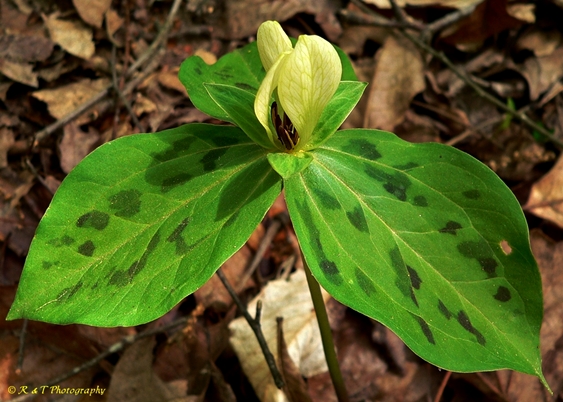 {Trillium discolor}